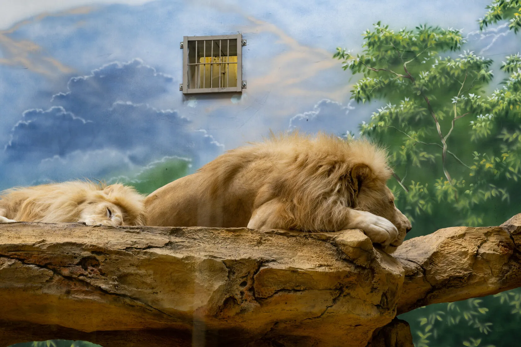 Львы в зооботаническом саду